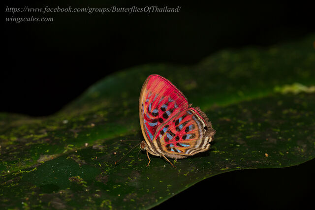 Paralaxita telesia lyclene
