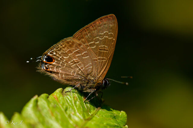 Ionolyce helicon merguiana