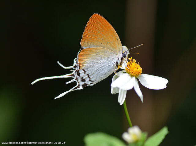 Neocheritra amrita amrita