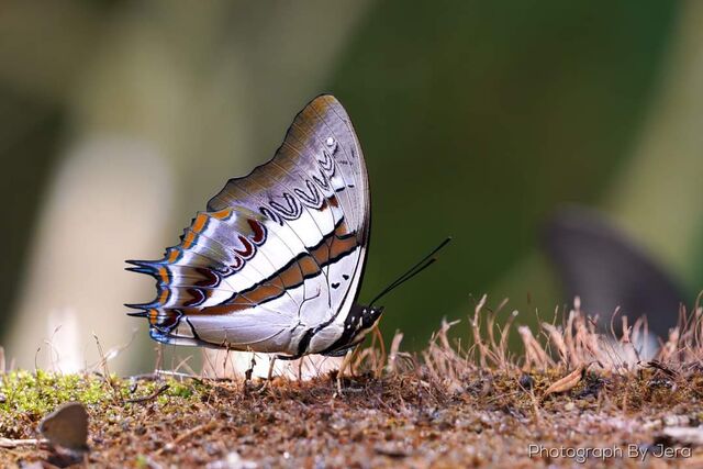 Polyura schreiber assamensis