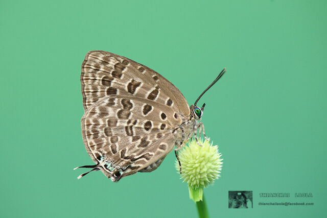 Arhopala alitaeus mirabella