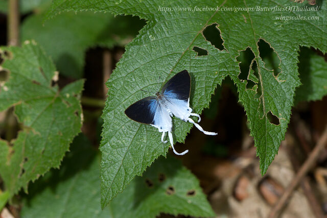 Hypolycaena amasa amasa