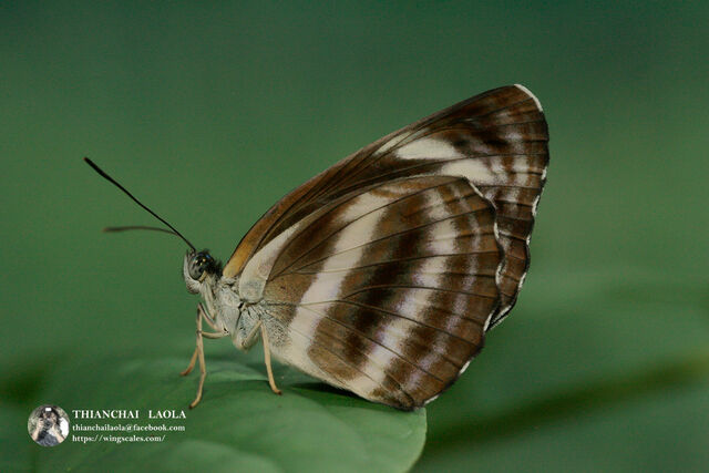 Neptis nashona aagaardi