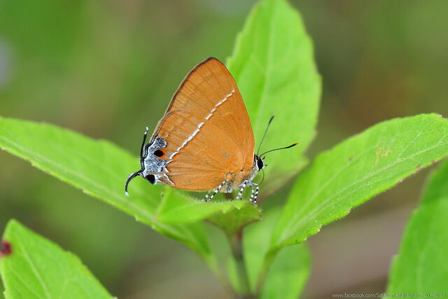 Tajuria yajna selangorana