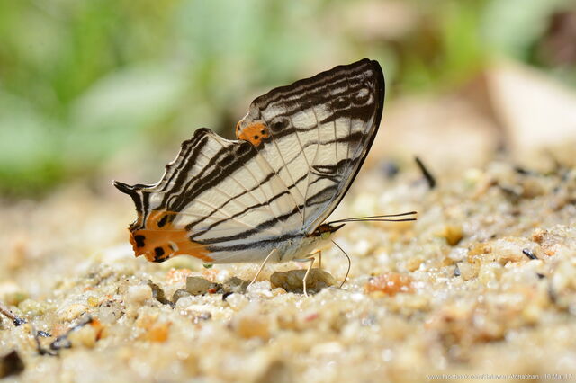 Cyrestis maenalis martini