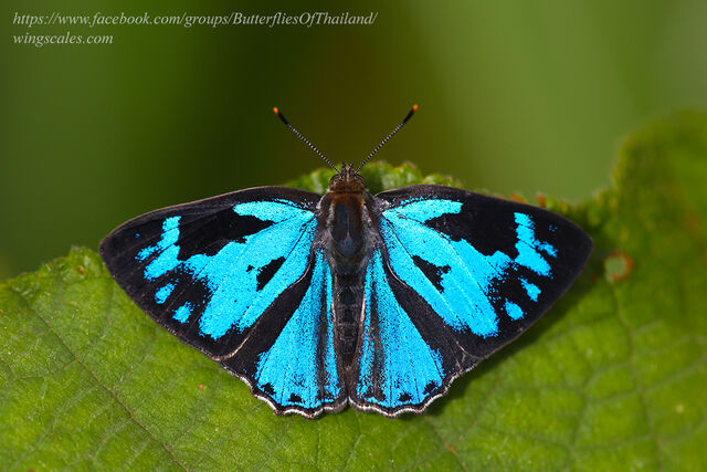 Poritia erycinoides phraatica