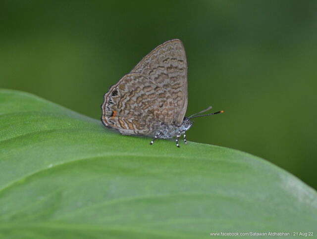 Poritia philota philota