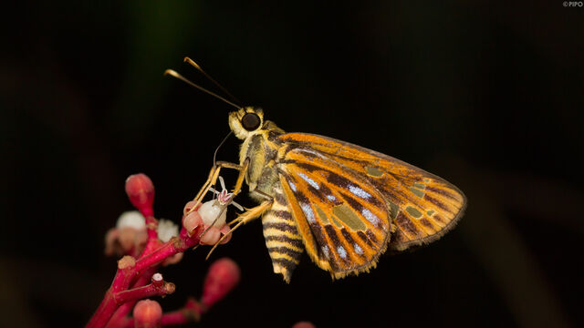 Pyroneura margherita miriam