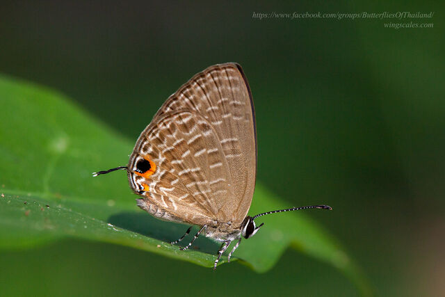 Jamides bochus bochus