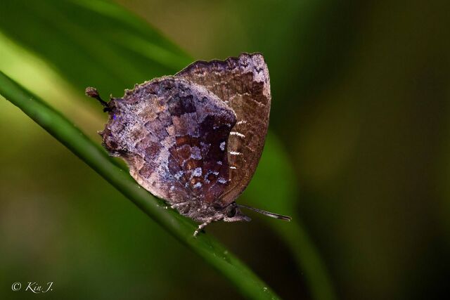 Mahathala ariadeva burmana