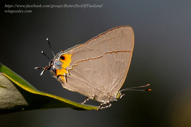 Tajuria dominus dominus