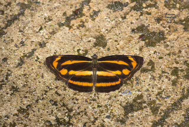 Neptis ananta learmondi