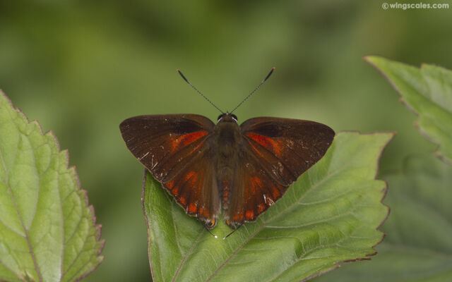 Deudorix staudingeri