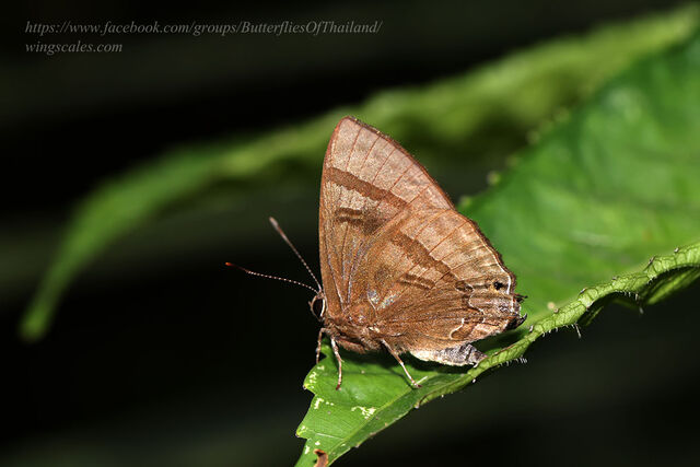 Rapala rhoecus rhoecus