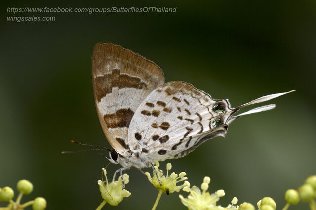 Bindahara phocides phocides