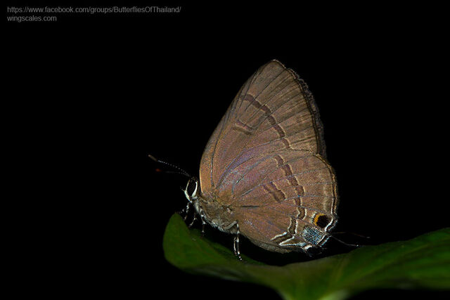 Rapala manea schistacea