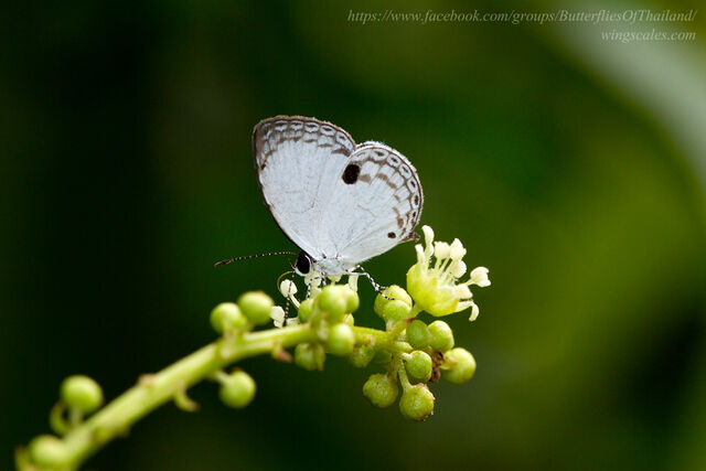 Neopithecops zalmora zalmora