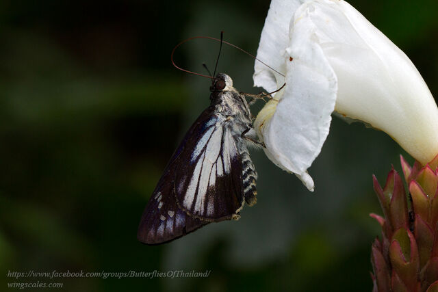 Unkana ambasa attina