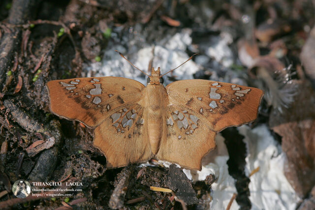 Tapena vasava vasava