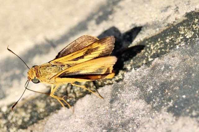 Cephrenes acalle oceanica