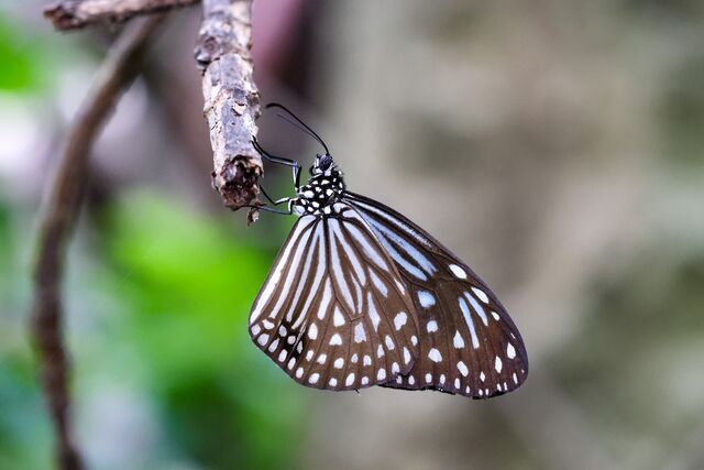 Parantica agleoides agleoides