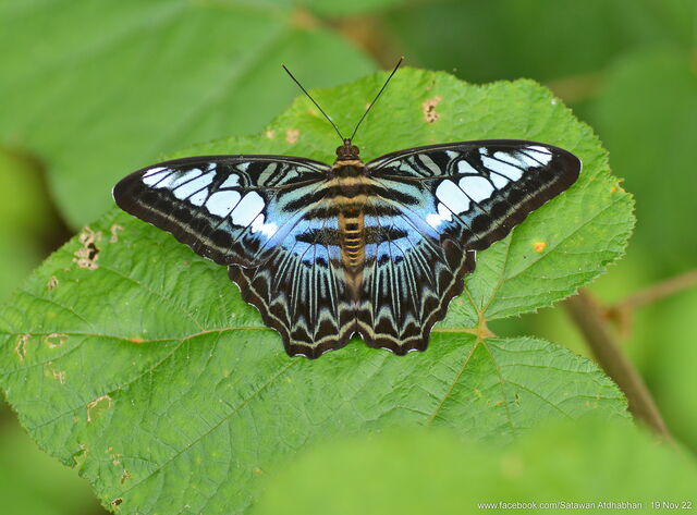 Parthenos sylvia lilacinus