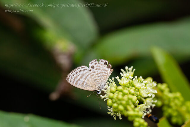 Nacaduba angusta albida