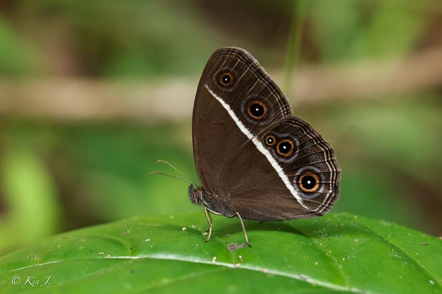 Orsotriaena medus medus