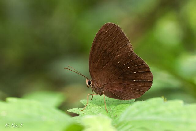 Faunis canens arcesilas