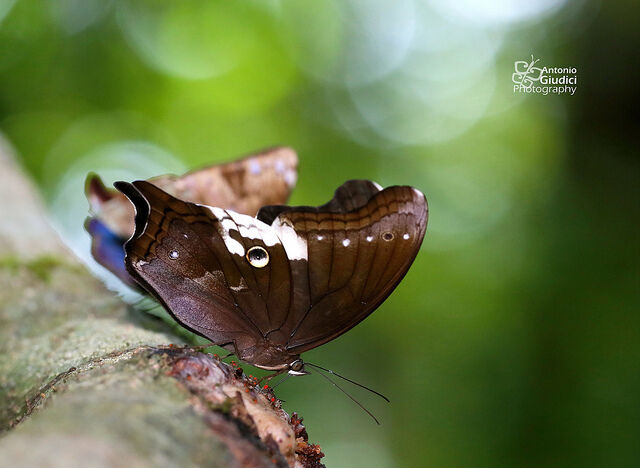 Neorina lowii neophyta