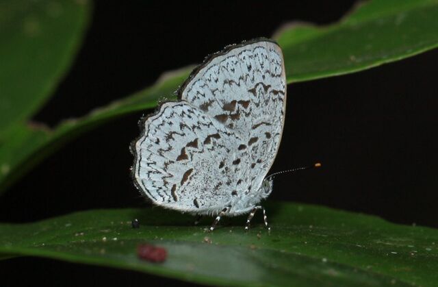 Cyaniriodes libna andersonii