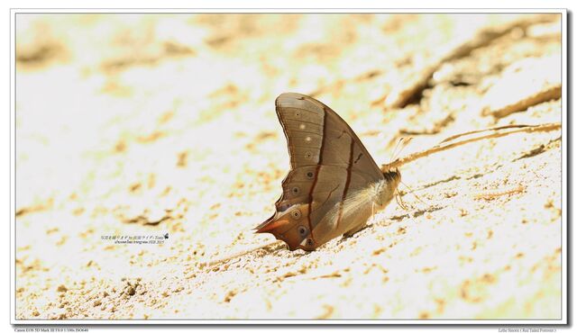 Lethe sinorix sinorix