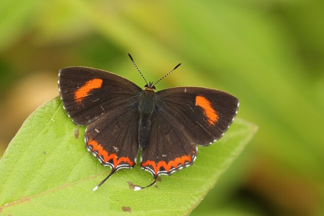 Heliophorus ila nolus