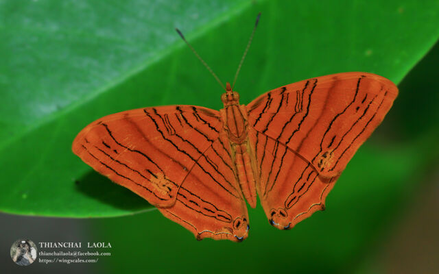 Chersonesia intermedia rahrioides