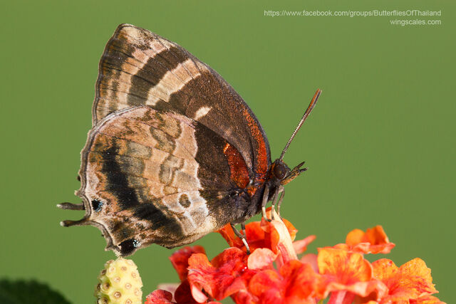 Flos apidanus ahamus