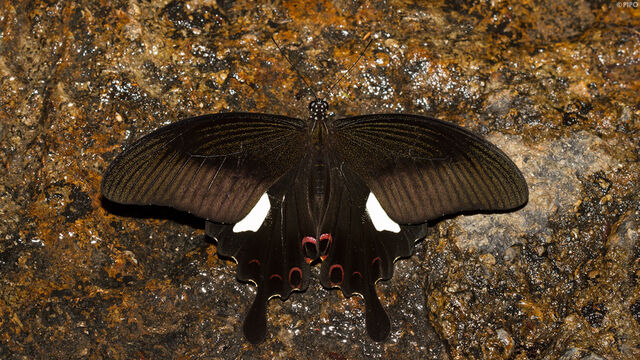 Papilio helenus helenus