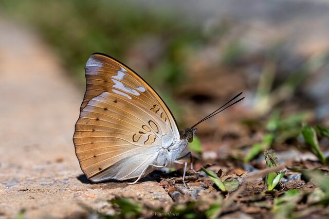 Euthalia alpheda verena