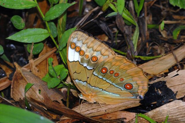 Stichophthalma mathilda ranohngensis