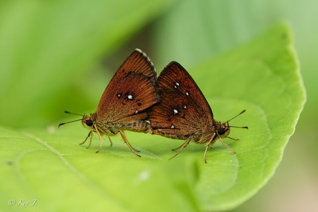 Iambrix salsala salsala