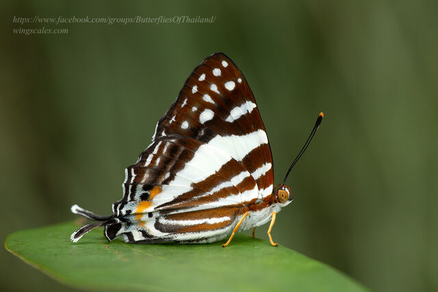 Dodona deodata deodata