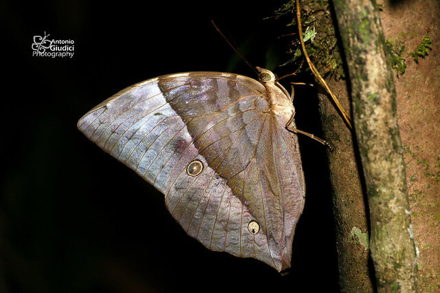 Zeuxidia doubledayi doubledayi