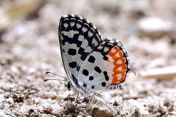 Talicada nyseus macbethi