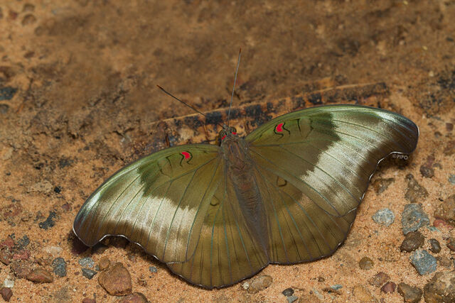 Euthalia evelina annamita