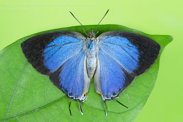 Tajuria deudorix ingeni