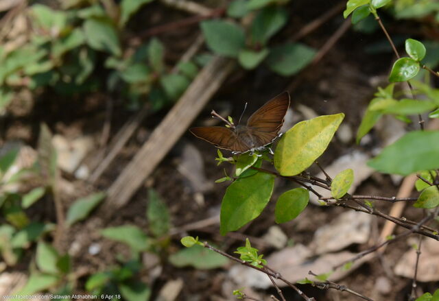 Iraota rochana boswelliana