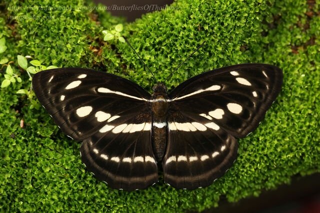 Athyma pravara indosinica