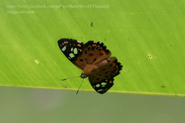 Coladenia indrani uposathra