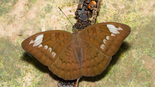 Tanaecia julii julii