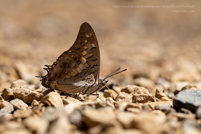 Eriboea solon sulphureus