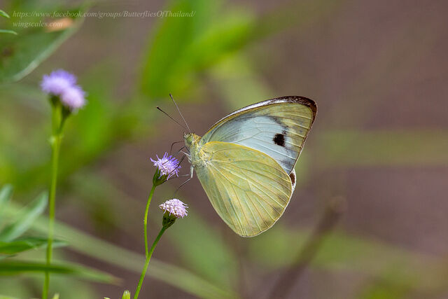 Appias paulina adamsoni